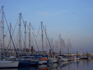 Starlings at Brighton