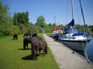 Wild ponies come visiting!